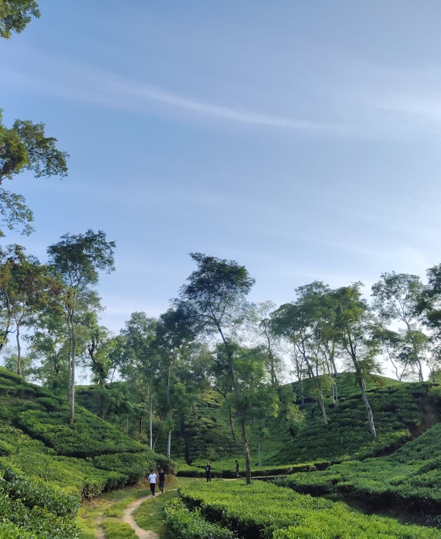 Sreemangal tea garden at golden hour
