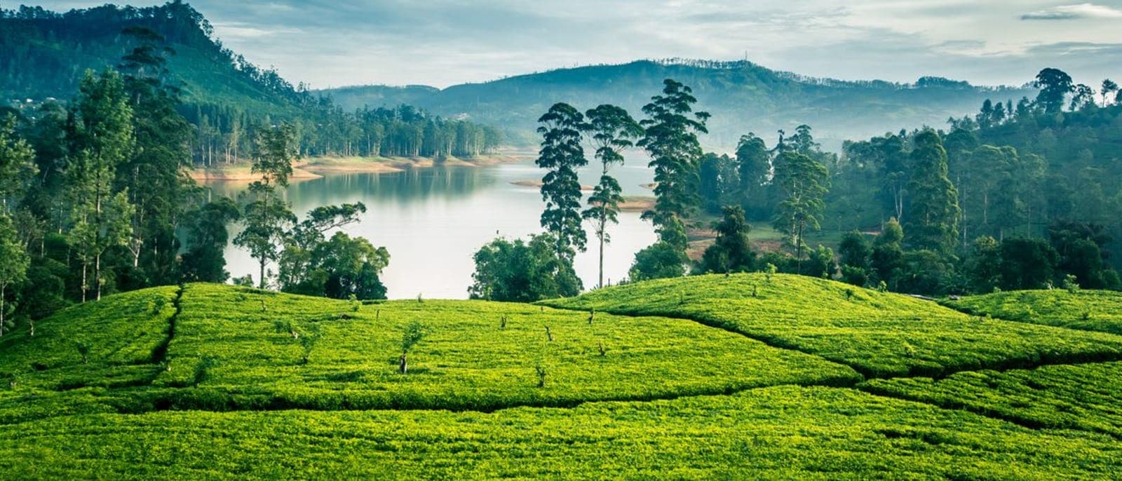 শ্রীমঙ্গলের সবুজ চা বাগানের সারি