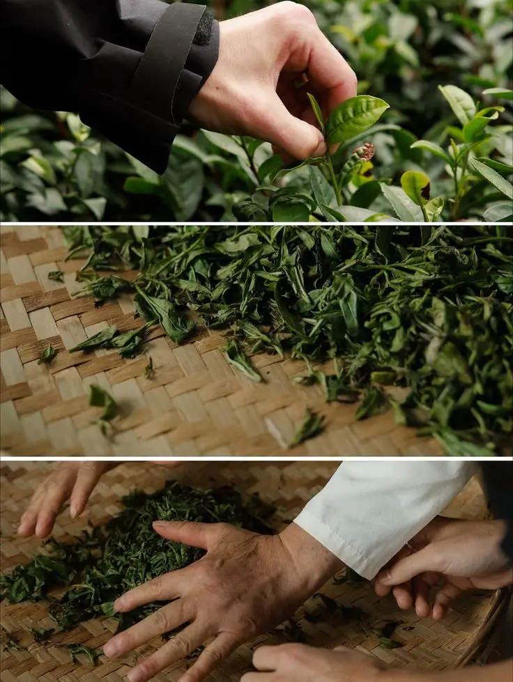 Top Reasons Why Sreemangal Is the Tea Capital of Bangladesh 2 ok